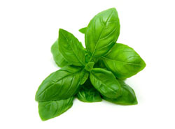 Basil
