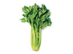 Celery