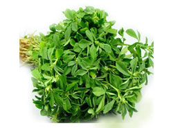 Fenugreek