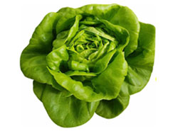 Lettuce-Butterhead