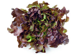 Lettuce-Red Oakleaf