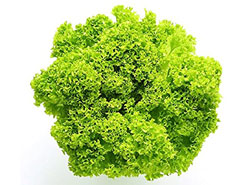 Lettuce –Lollo Rosso
