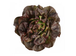 Lettuce Red Butterhead