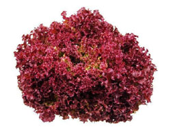 Lettuce-Red Lollo Rosso