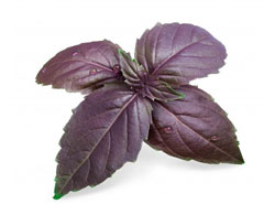 Purple Basil