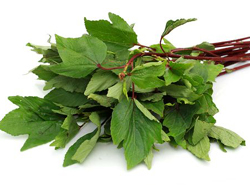 Sorrel