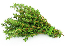 Thyme